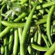 Haricots verts Mangetout le kilo