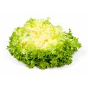 Salade frisée
