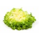 Salade frisée Salade frisée