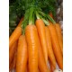 carottes la botte