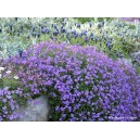 Aubriète violette vivace par 3