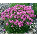 Armeria vivace par 3