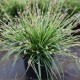 Carex vert nain vivace par 1