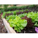 12 plants de Salade Feuille de chêne rouge motte à repiquer