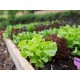 12 plants de Salade Feuille de chêne rouge motte à repiquer