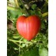Tomate Coeur de Boeuf P8  par 1