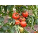 tomates le kg