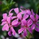 Géraniums lierres Lilas par 12