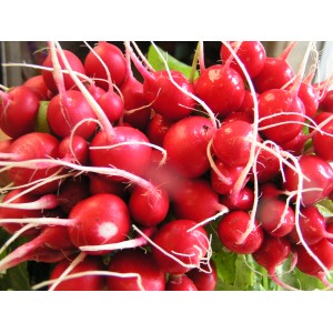 radis rouges la botte