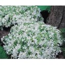 Phlox Vivace Nain Blanc par 3