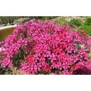 Phlox Vivace Nain Rose par 3