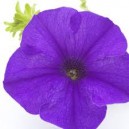 Pétunia Bleu par 12