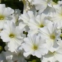 Pétunia Blanc par 1