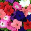 Pétunia en Mélange par 12