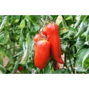 Tomate Andine Cornue P10,5 par 1