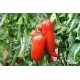 Tomate Andine Cornue P10,5 par 1
