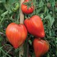 Tomates coeur de boeuf le kg