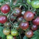 Tomate Cerise Black Cherry P10,5 par 1