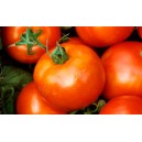 Tomate Carmello P8 par 6 