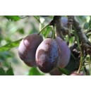 Prunes noires les 500 gr