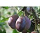 Prunes noires les 500 gr