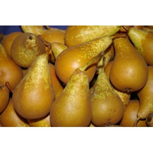 Poires Conférence le kg
