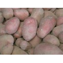 pommes de terre rosabelle les 5 kgs